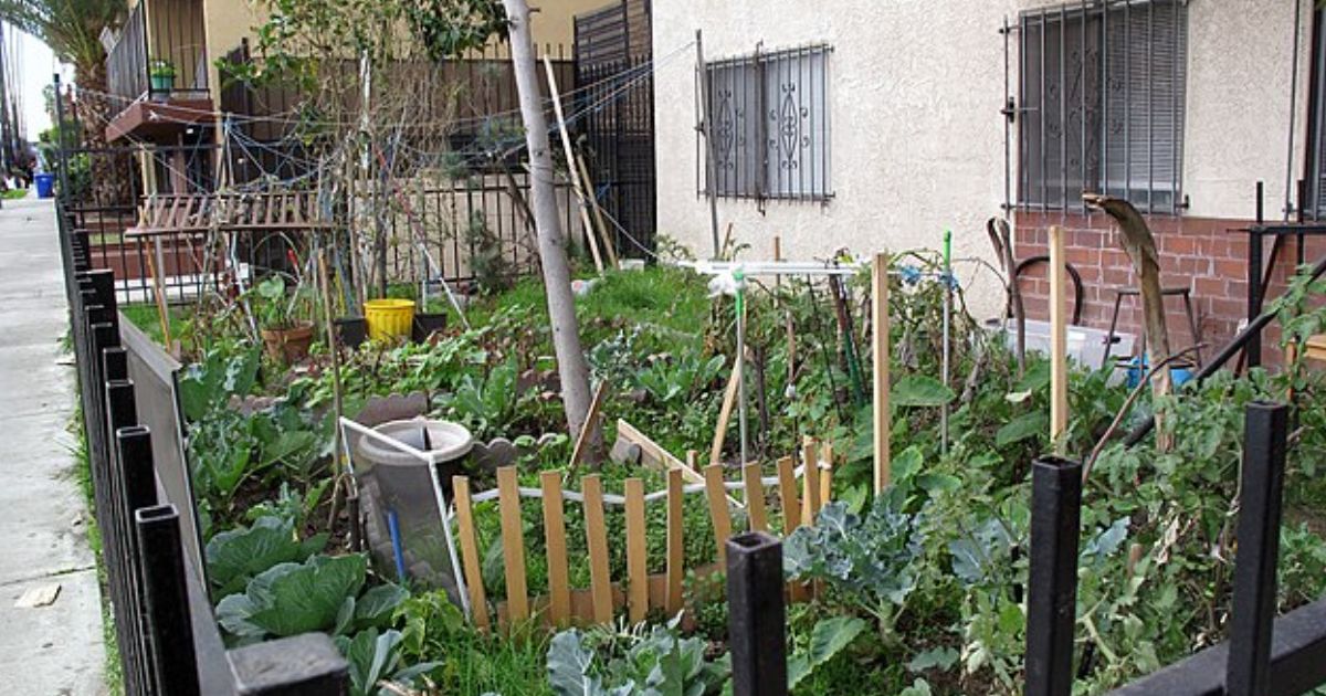 Nesmrtelné květiny, které rostou ve stínu a vyžadují nenáročnou údržbu
