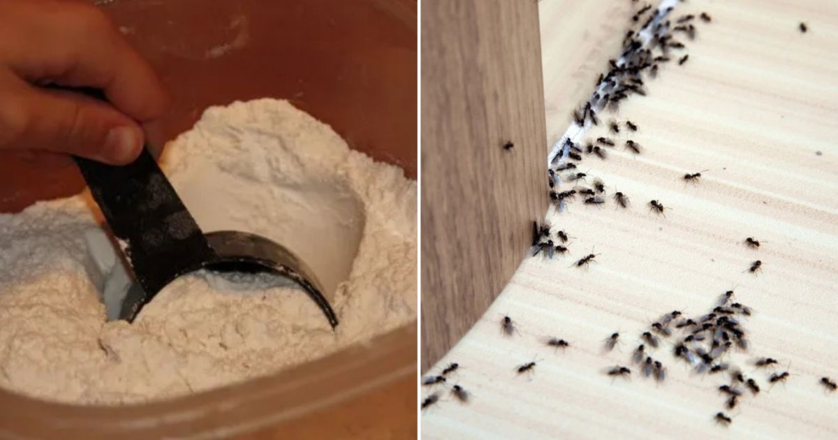 Takto jednoduše se dají mravenci obelstít: Jedna jediná surovina je z domácnosti vyžene navždy už během pár hodin