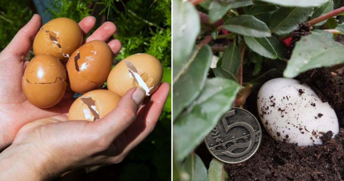 Zkušení zahradníci dobře znají sílu vajec: Jedno jediné dá rostlině živiny na celou vegetační sezónu a podpoří růst abnormálně velkých květů
