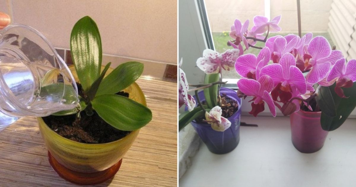 Profesionální zahradnice se pochlubila tajnou zálivkou na orchideje: Za měsíc mě moje květina očarovala obrovskými barevnými květy