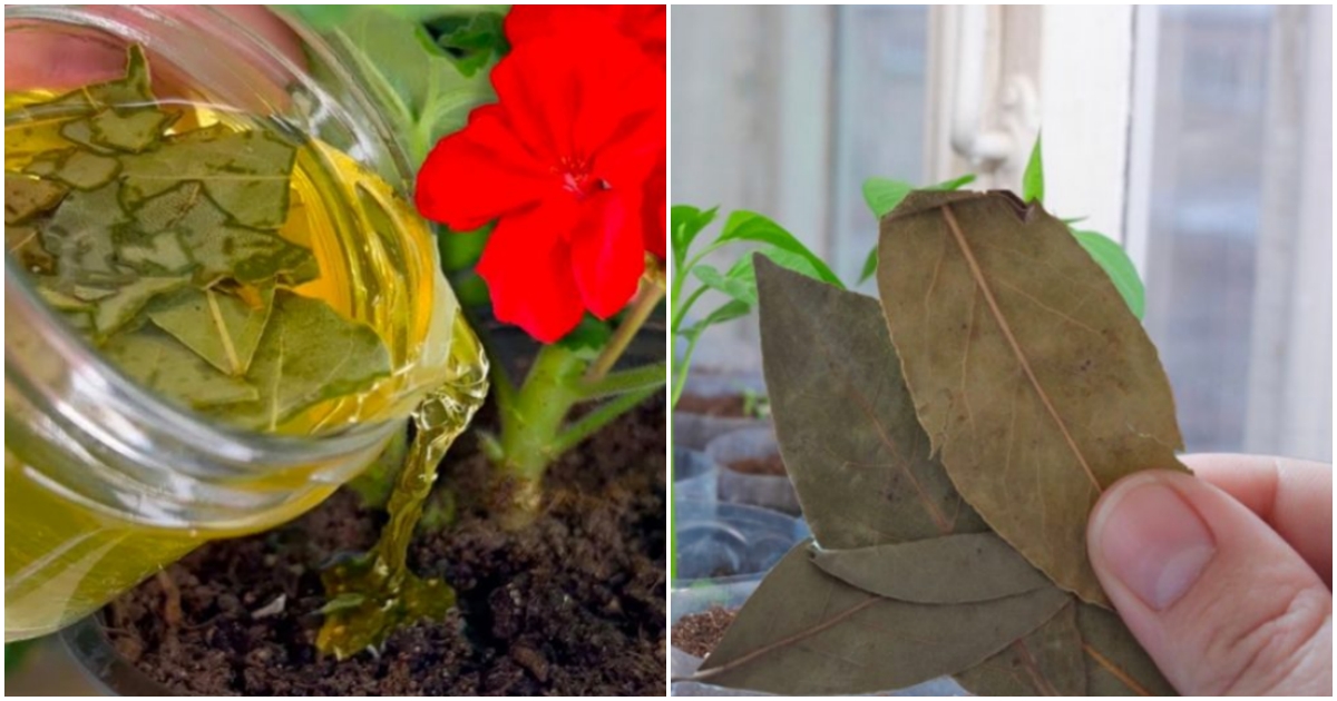 Hnojivo z oblíbeného listu je darem z nebes: Stačí přidat kousek k rostlině a poroste jako blázen