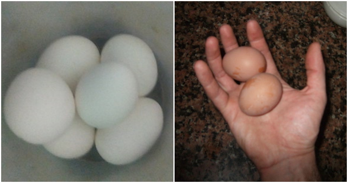 Jsou lepší hnědá nebo bílá vejce? Rozdíl mezi nimi je obrovský, téměř nikdo o něm ale neví