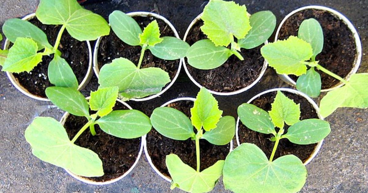 Aby sazenice rychle rostly a neonemocněly: Čerstvá voda z kohoutku je nepřítelem