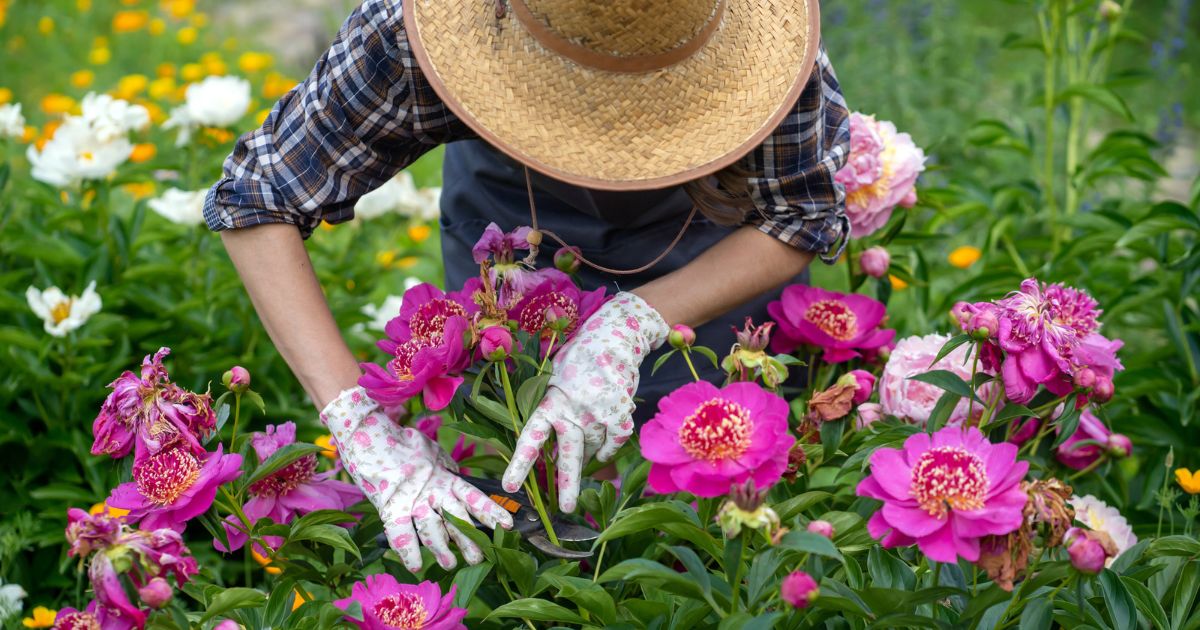 Hnojení pivoněk 2023: Zahradu plnou barevných květů zařídí pár kapek močoviny