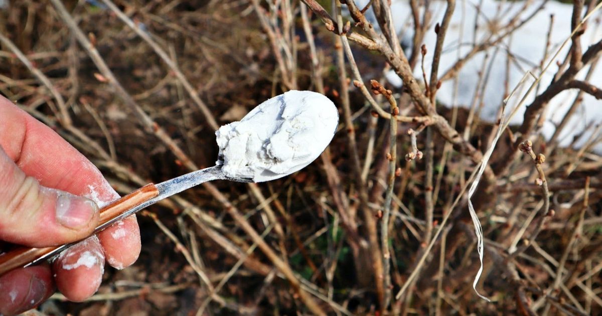 Podzimní krmení rybízu a angreštu: Po hrsti popela se odvděčí krásnou úrodou