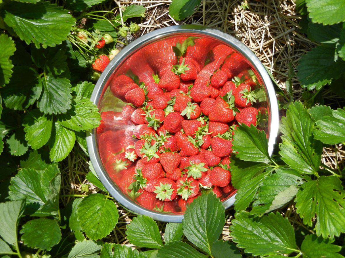 Jahody a zálivka z droždí: Plody plné vitamínů a větší úroda