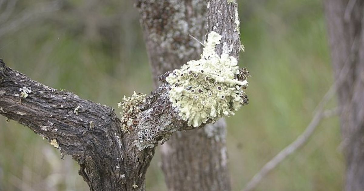Podzimní postřik na stromy: Mech a lišejník zmizí díky síranu železnatému