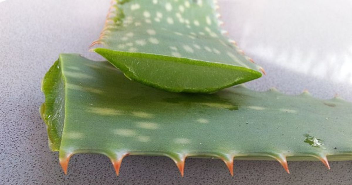Životabudič za hubičku: Když orchidej nekvete, je čas poznat sílu listů aloe vera