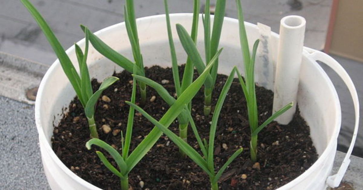 Je čas zasadit česnek. Včasné jarní vysazení zařídí velkou úrodu při sklizni