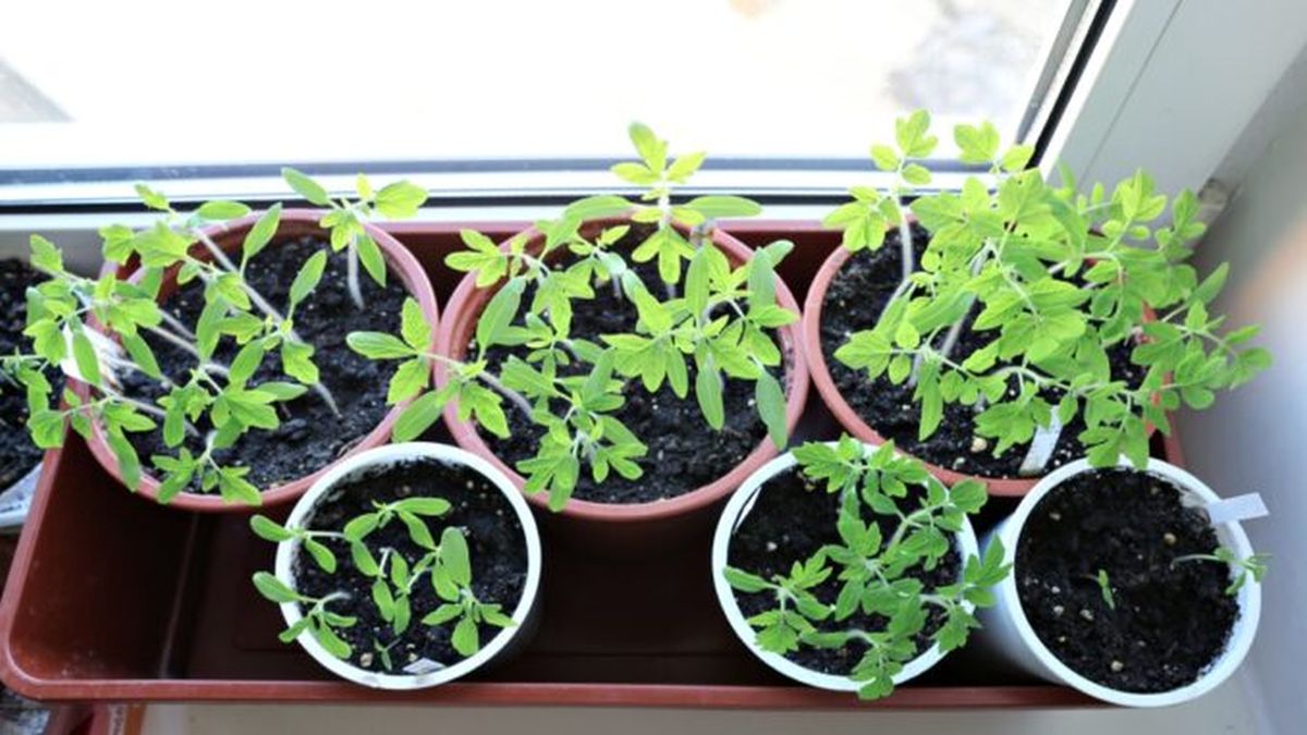 Stonek tlustý jako prst: Sazenice rajčat a paprik zesílí díky banánové slupce