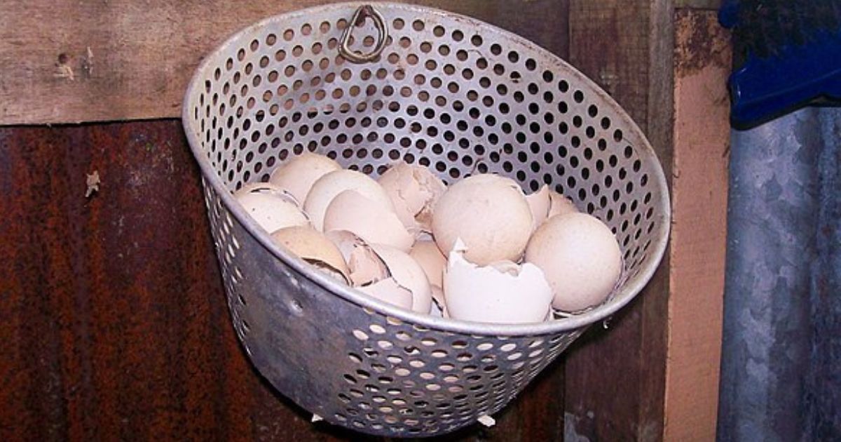 Místo vyhazování je zakopejte do půdy: Vaječné skořápky a suché listí vyživí celou zahradu