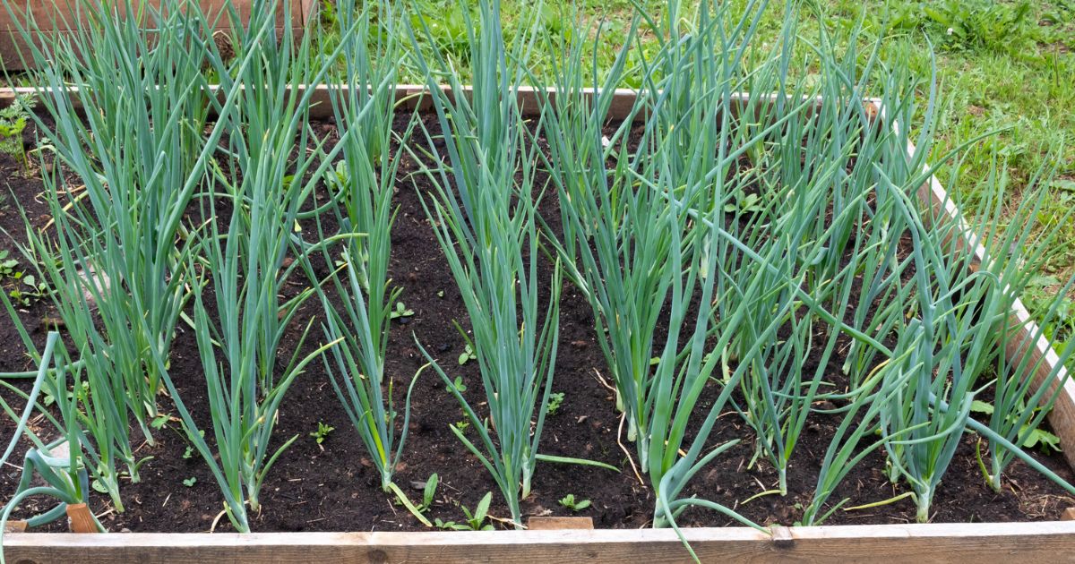 Co zasadit k česneku, aby lépe rostl: Velkými pomocníky jsou salát a mrkev