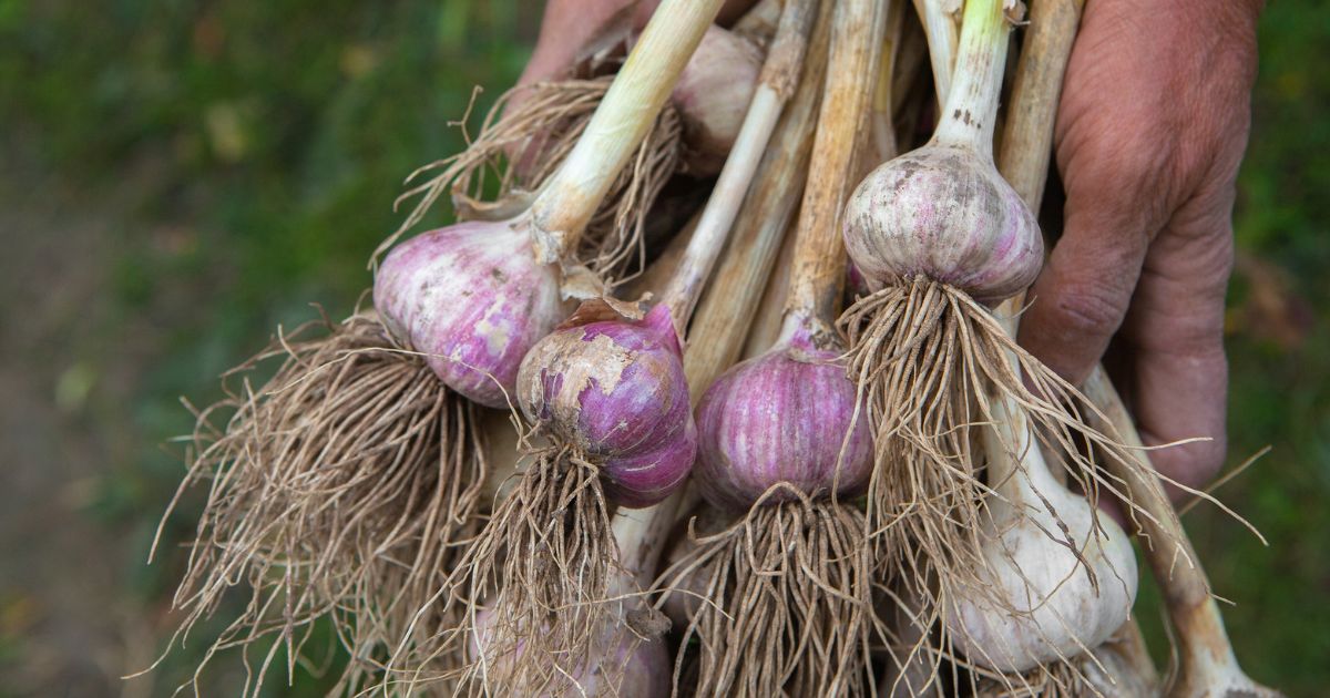 Žluté listy česneku vyřeší hnojivo s dusíkem, navíc pomůže zlepšit úrodu