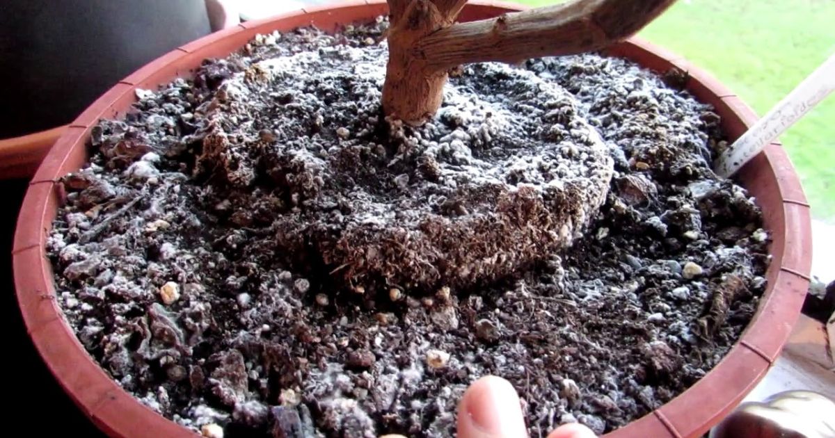 Jak na plíseň v květináči: Kombinace vody se sodou je skvělým řešením