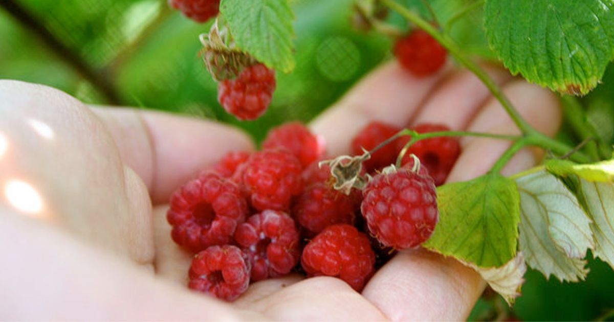 Dubnové hnojení malin zařídí bohatou úrodu lahodných a šťavnatých plodů