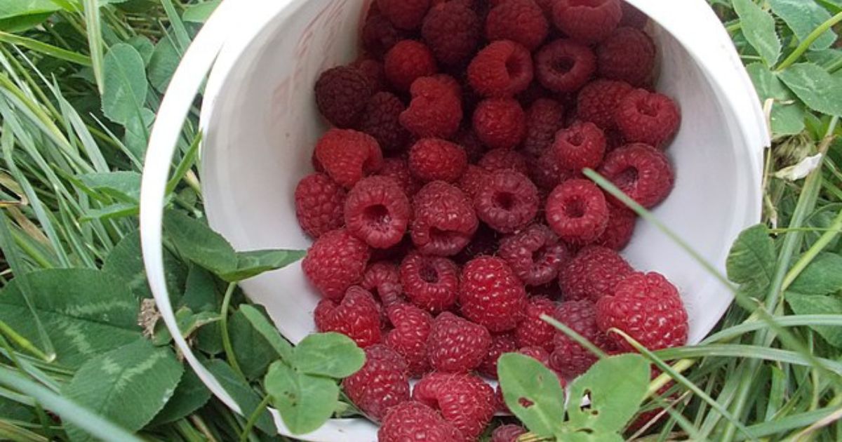 Domácí booster pro maliny: Sbírat se budou po kýblech, pomůže popel a kompost