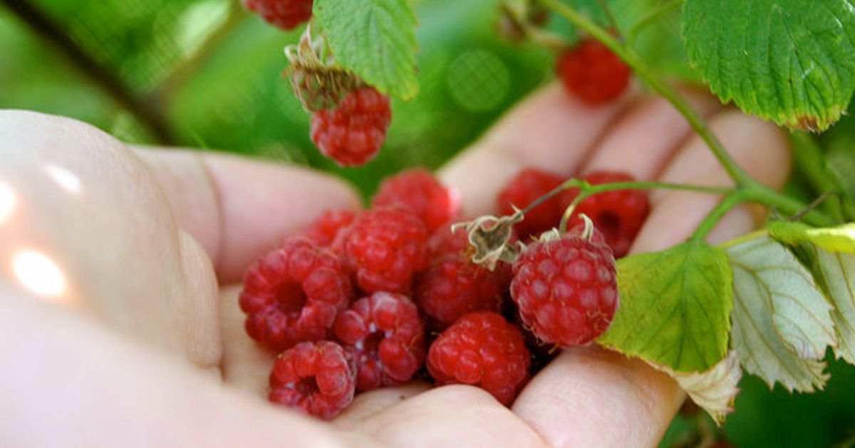 Květnové hnojení malin zařídí bohatou úrodu šťavnatých a chutných plodů