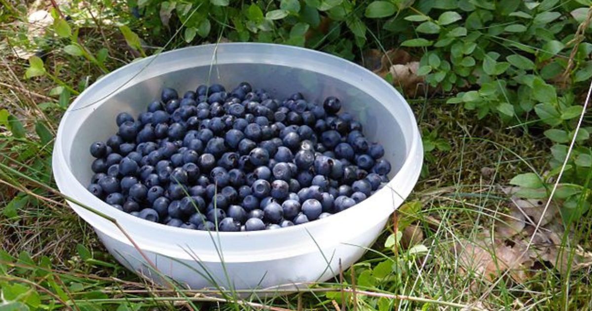 Borůvky plodí ostošest, když mají kyselou půdu. Pomocnou ruku podá ocet
