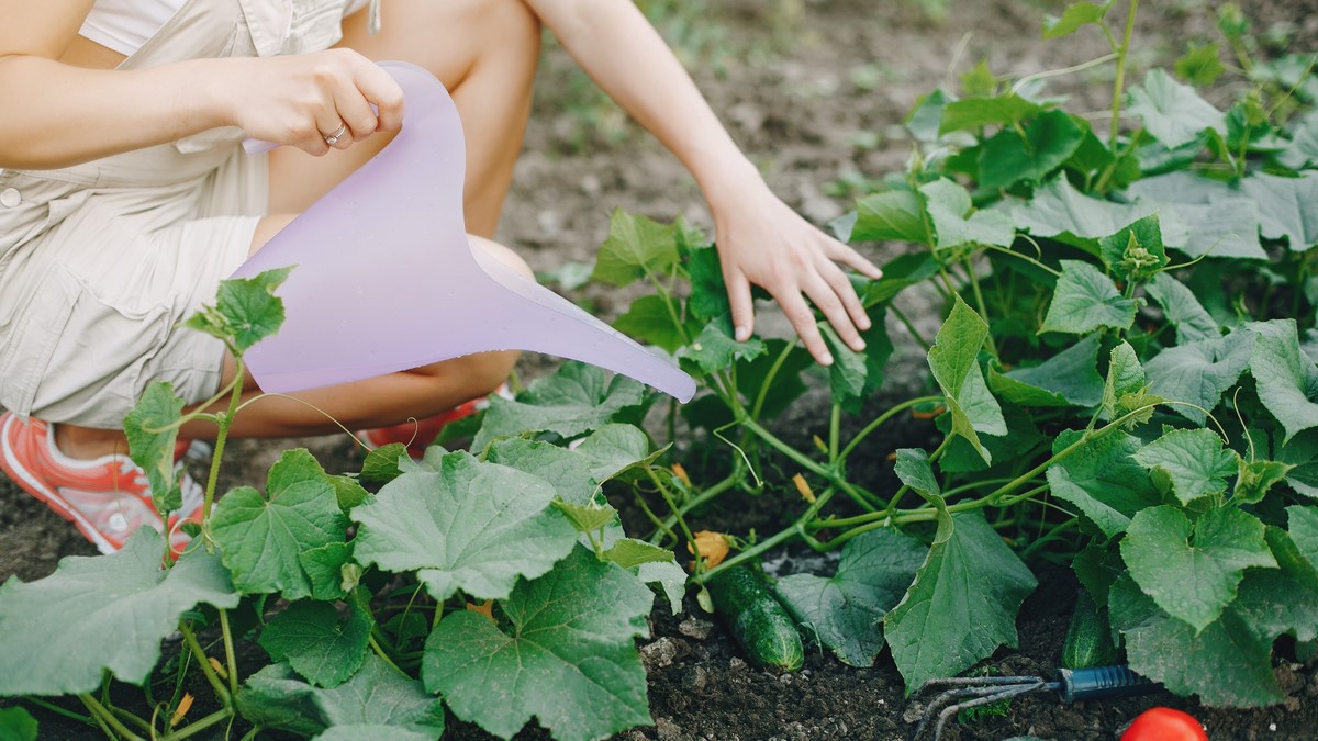 Okurky začnou růst cobydup, donutí je k tomu zálivka z droždí a cukru