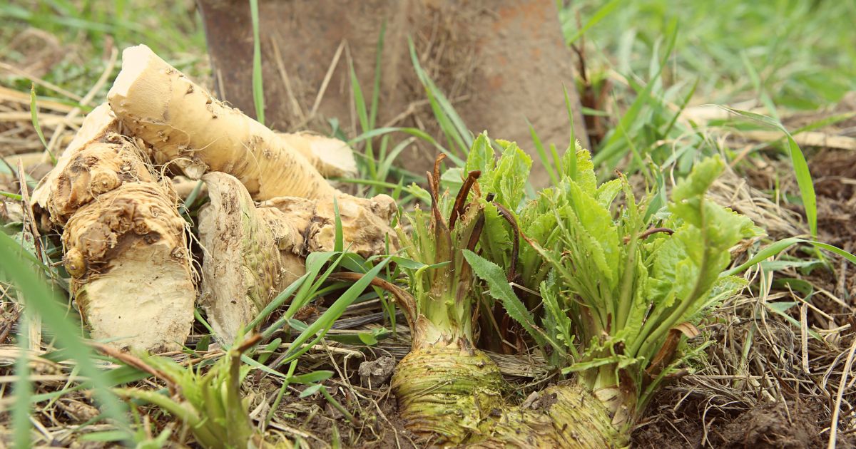 Vitaminová bomba křen aneb jak na jeho pěstování, aby zaplavil zahradu