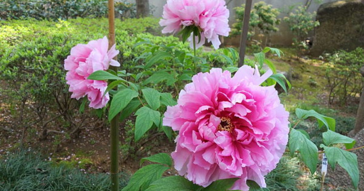 Zahrada zaplavená květy pivoněk aneb jak na jejich jarní hnojení