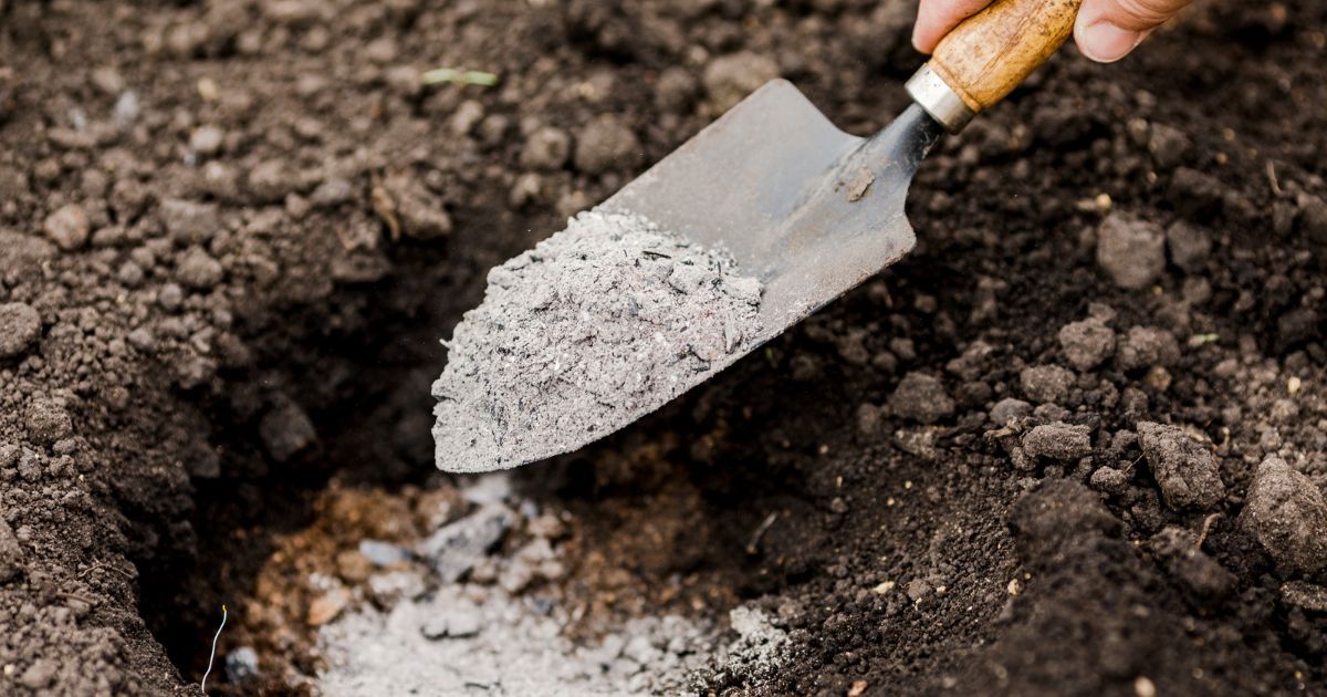 Dřevěný popel jako zachránce zahrad: Funguje jako hnojivo, ochrání i před škůdci