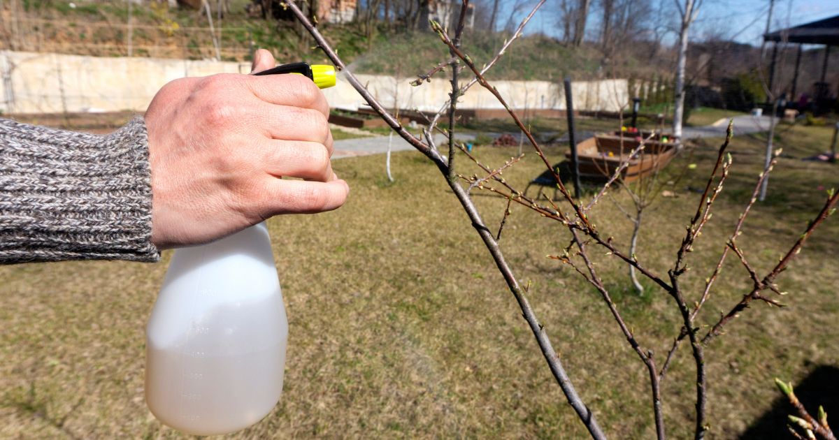 Stromy na zahradě ošetřete síranem železitým: Zmizí všichni škůdci, stromům se pak vyhnou všechny choroby