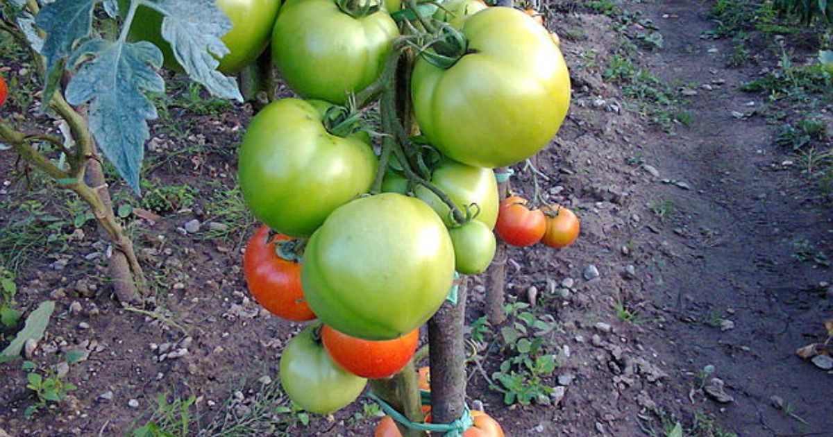 Rajčata nesnáší okurky a milují mrkev: Schéma výsadby zvýší letošní úrodu