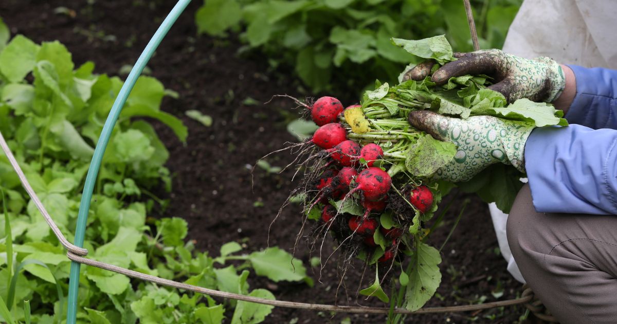 K dosažení velké úrody ředkviček pomůže obyčejné plato od vajec