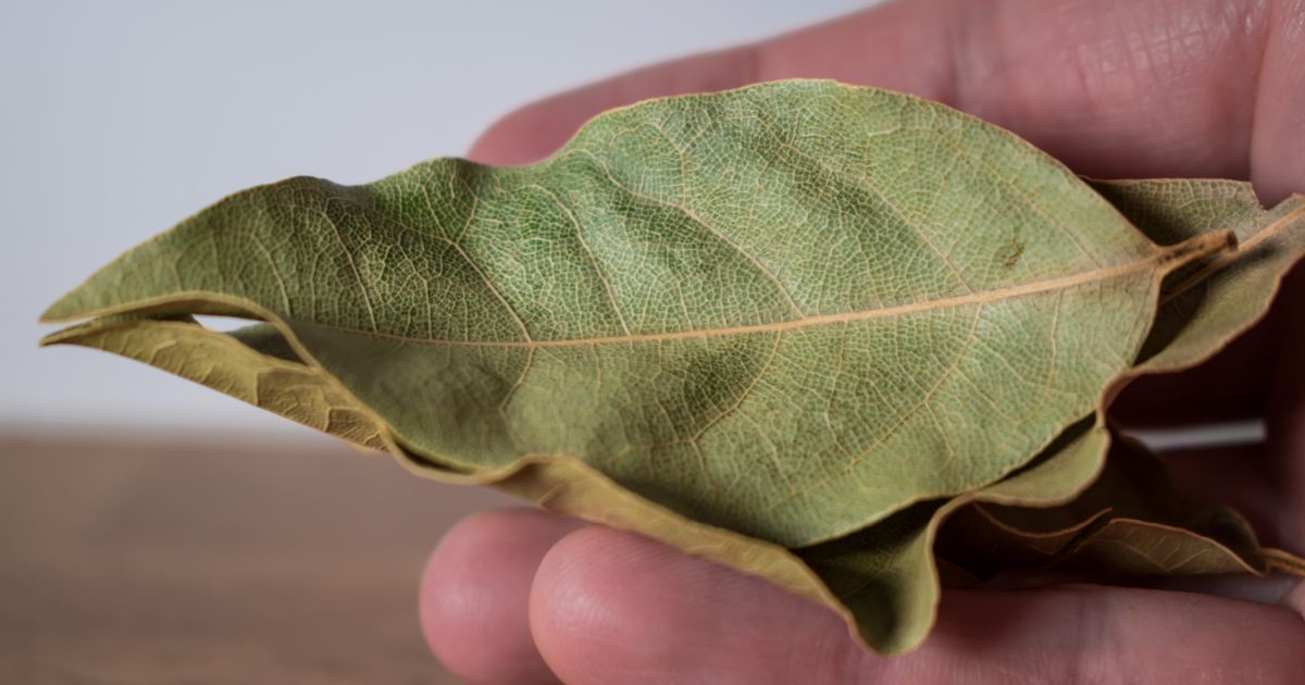 Proč dávat bobkový list pod rohožku: Naše babičky věřily, že tím odeženou vše špatné