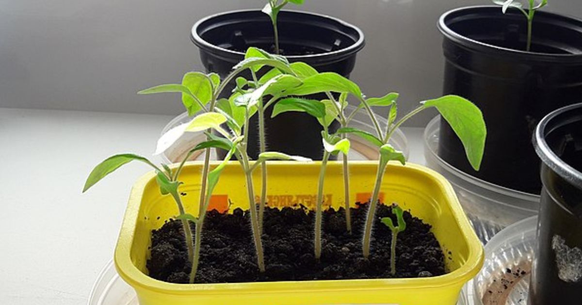 Hrachová voda jako hnojivo: Sazenice paprik a rajčat se odvděčí rychlým růstem