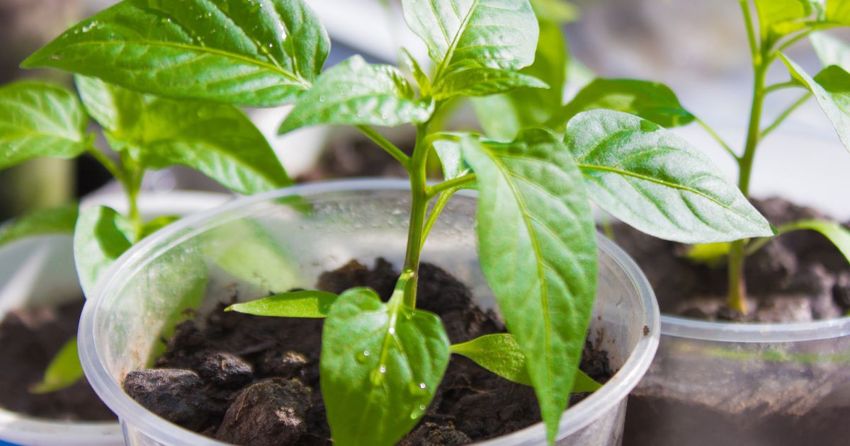 Stonky sazenic paprik tlusté jako malíček zařídí jódová zálivka