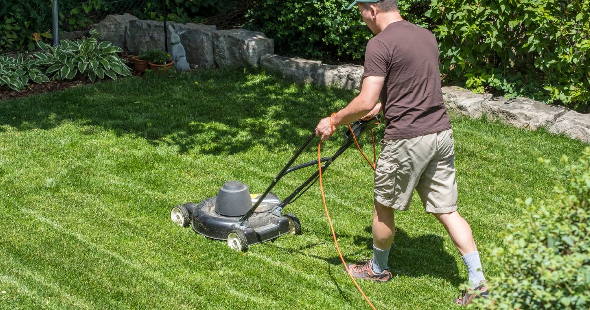 Sekání trávy okolo jabloně je chyba: Strom trpí, úroda pak nepotěší