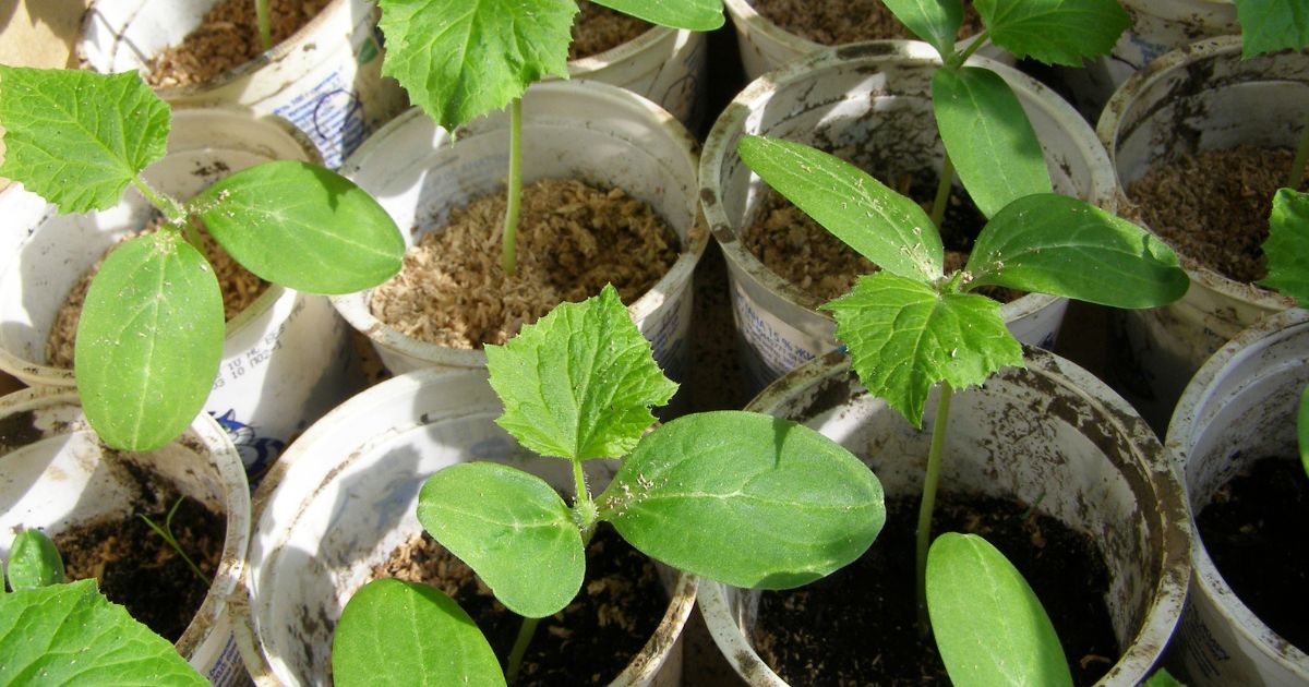 Sazenice okurek silnější než kdy předtím: Pomůže hnojivo s vysokým obsahem dusíku