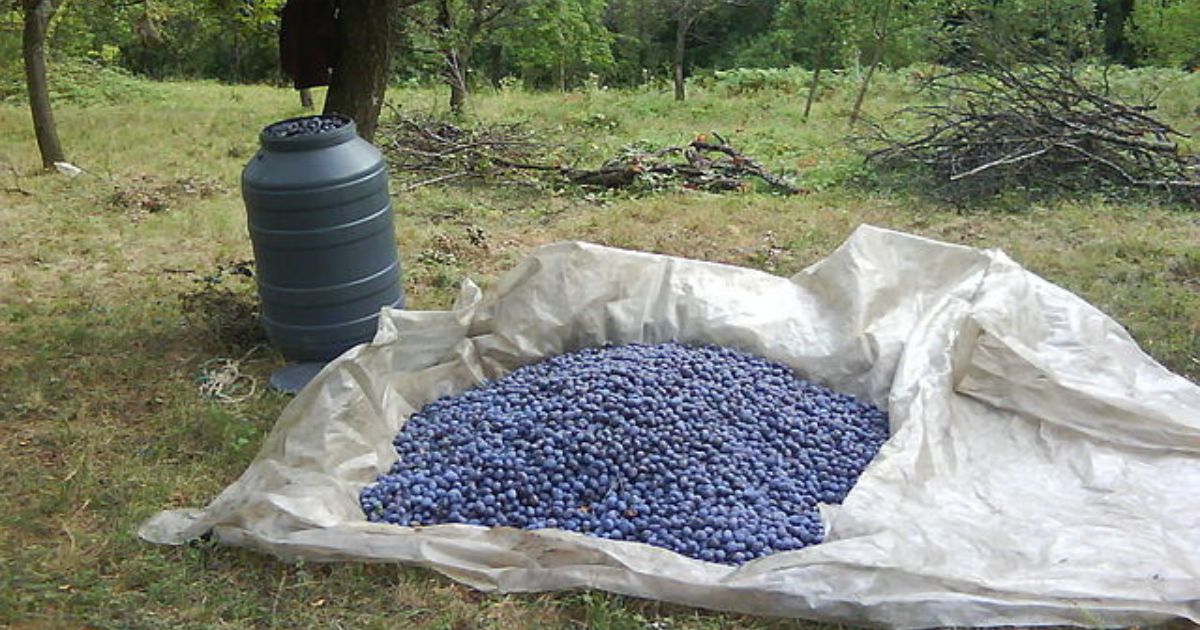 Švestek budou stovky kilogramů, zařídí to jednoduché prořezávání