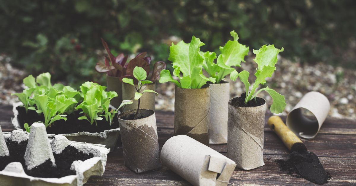 Roličky od toaletního papíru nevyhazovat, fungují jako hnojivo a ochrání před slimáky