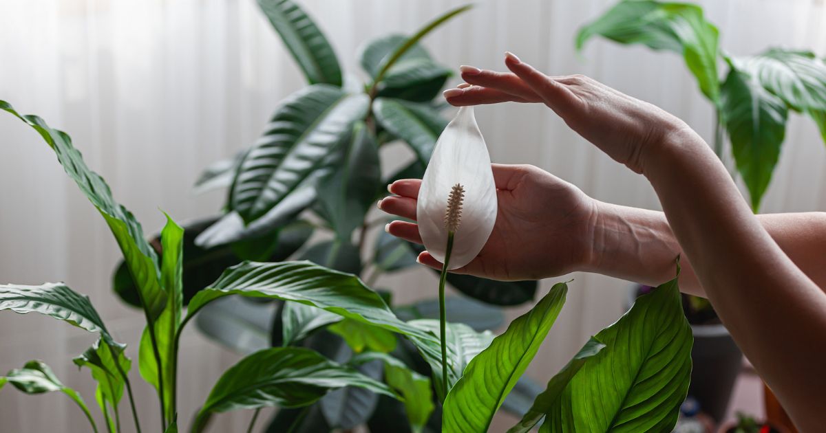 Jak a kdy je ten nejlepší čas pro seříznutí toulcovky, aby krásně kvetla