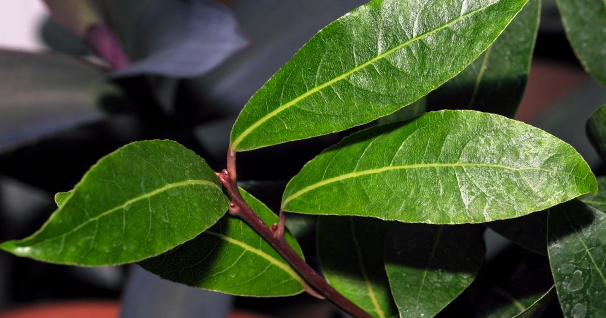 Domácí pěstování vavřínu aneb jak na zásobu bobkových listů, které pomáhají zdraví lidí i rostlin