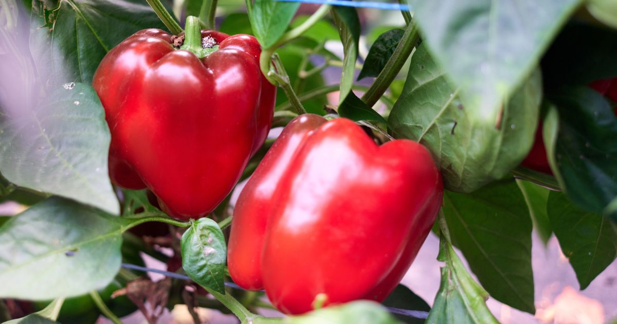 Papriky budou obří, k úspěšné úrodě pomůže fermentovaná tráva