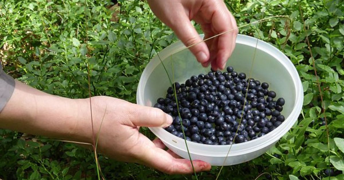 Schéma pro nekončící zásobu borůvek: Pěstovat se dají i v květináči