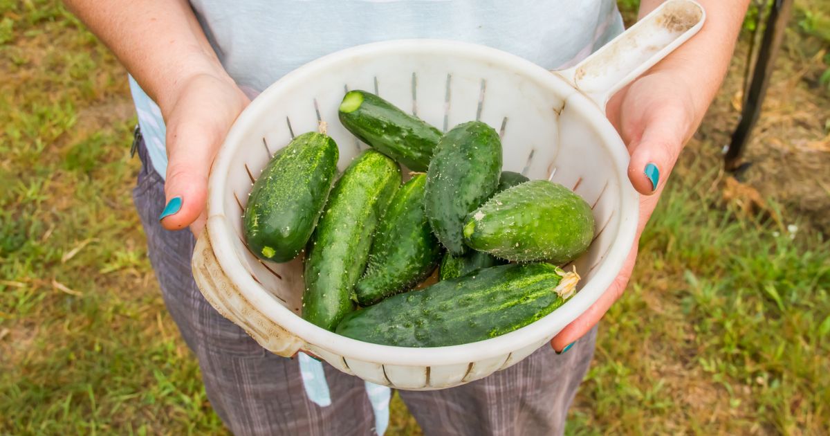 Okurky porostou před očima: Domácí hnojivo z popela a plevele