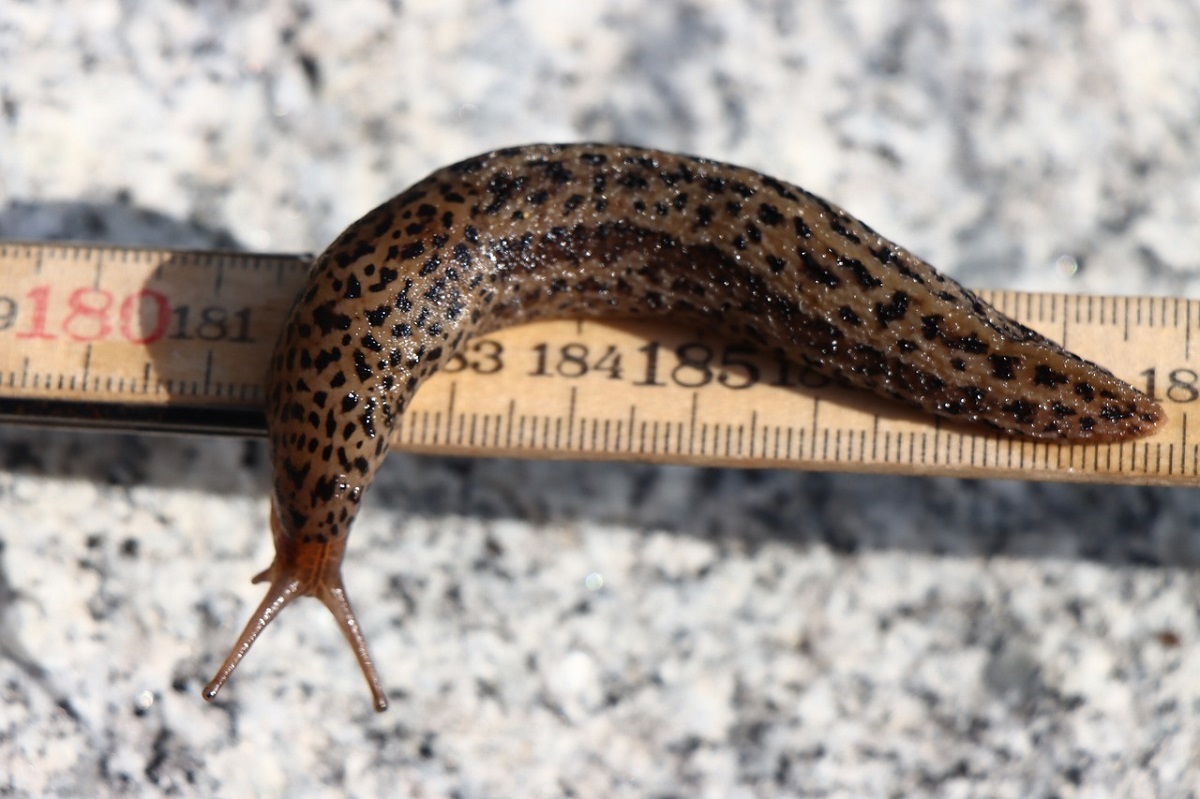 Jediný plž, který pomáhá: Slimáka největšího nezabíjet, ochraňuje zahradu