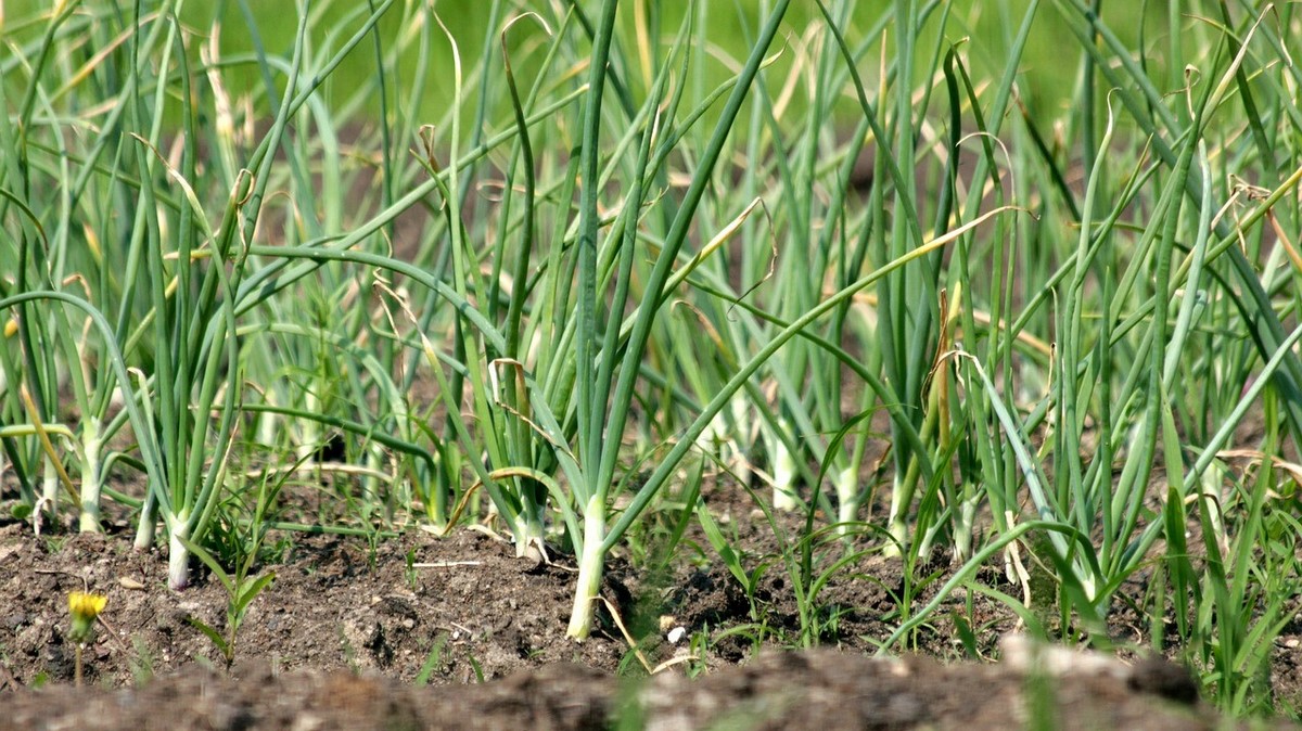 Hnojení zimního česneku na jaře: V hlavní roli amoniak a peroxid