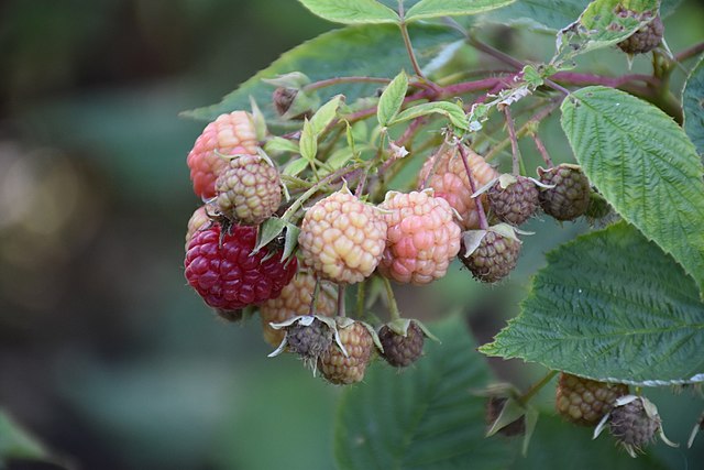 Měkké a malé maliny mají řešení: Chce to správné vitamíny, po draslíku a bóru doslova prahnou