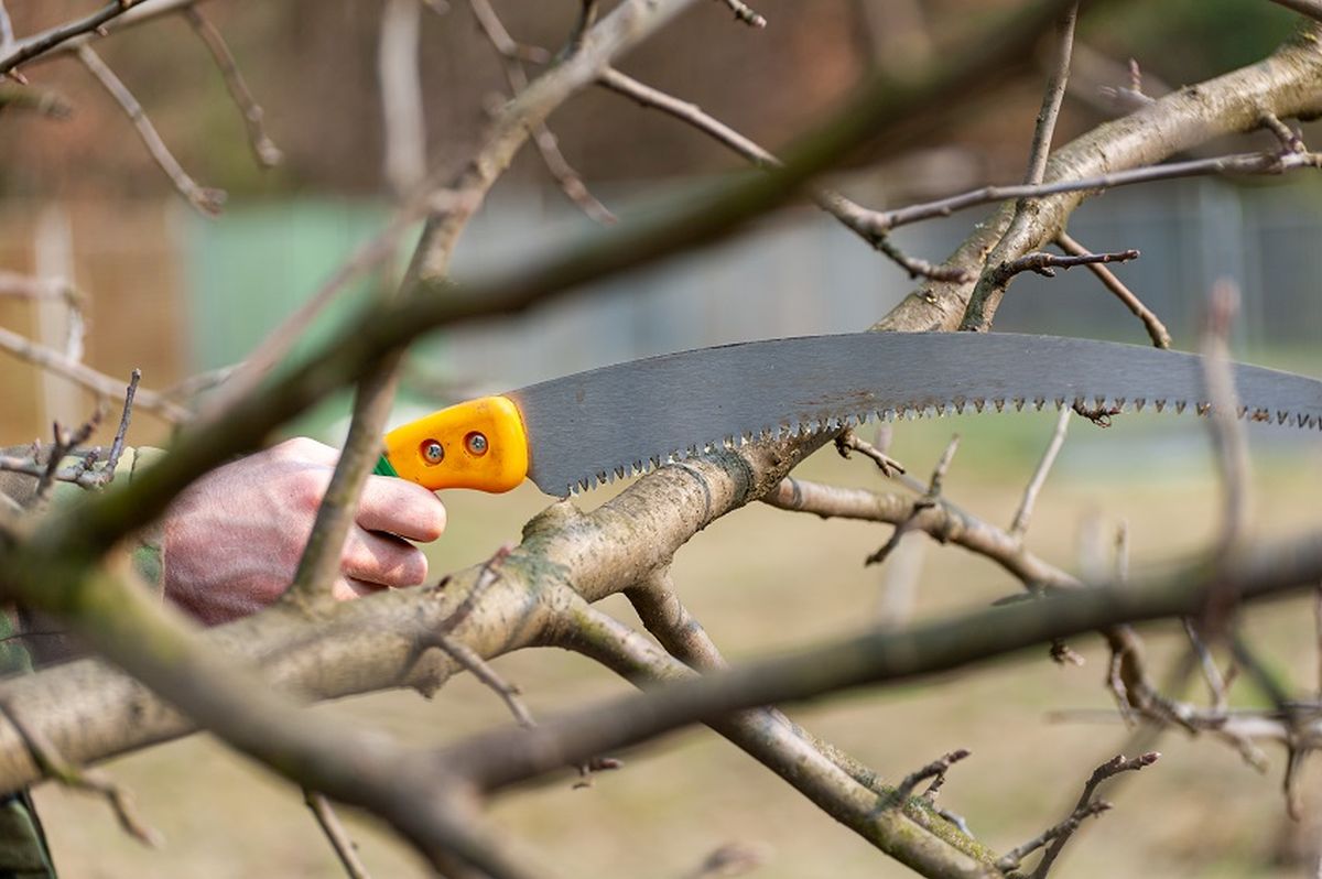 Ovocné stromy budou plodit jako nikdy dřív, stačí je v březnu prořezat
