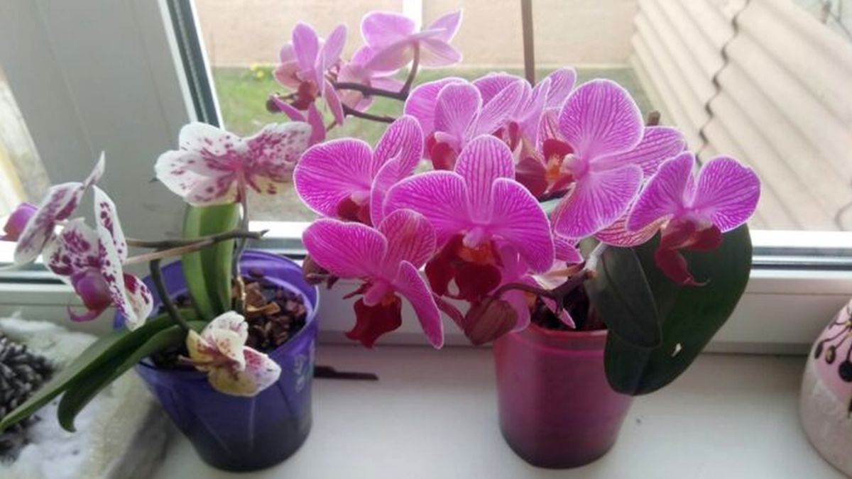 Rychle kvetoucí orchideje může mít každý, pomůže sušený česnek