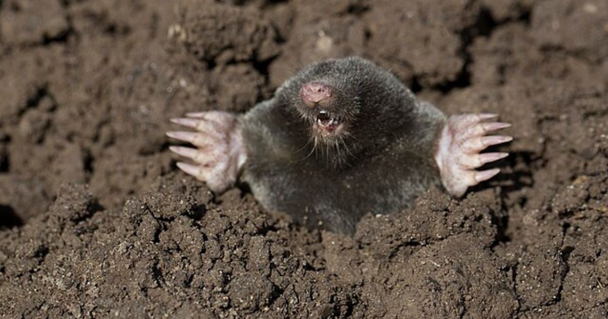 Krtci se zahradě vyhnou obloukem, nesnesou zápach dehtu