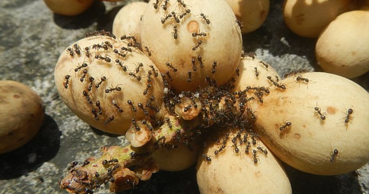 Už žádní mravenci na zahradě: Naláká je cukrová past, zbytek zařídí kyselina citronová