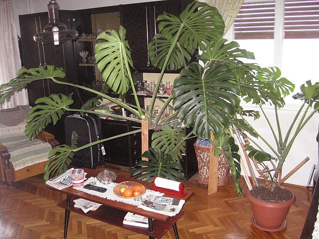 Rostliny, které do domu nepatří: Monstera je jedovatá, hortenzie mohou člověka otrávit