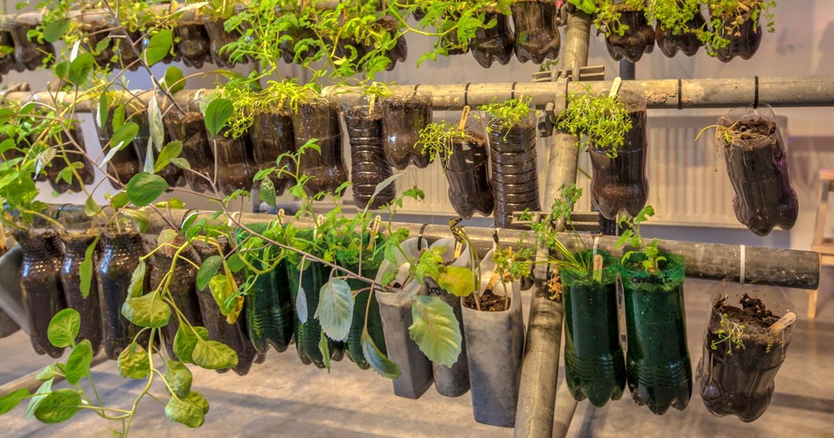 Plastové lahve je možné znovu využít. Dají se v nich pěstovat i okurky a rajčata